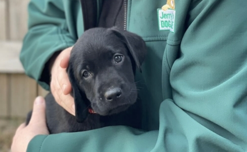 A puppy is held by a person wearing a Jerry Green Dog Rescue jacket